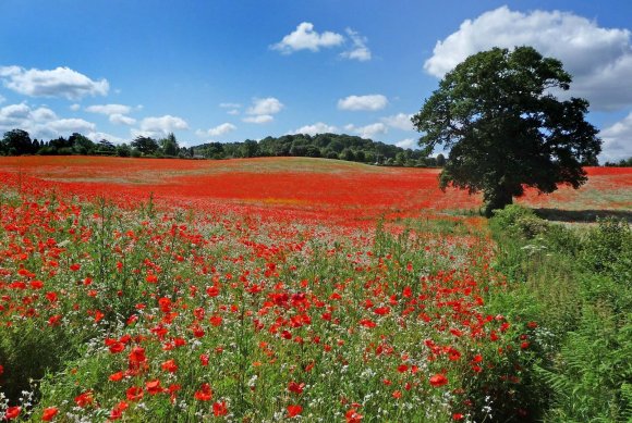 The Poppy Fields of France